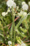 Southern rattlesnake master